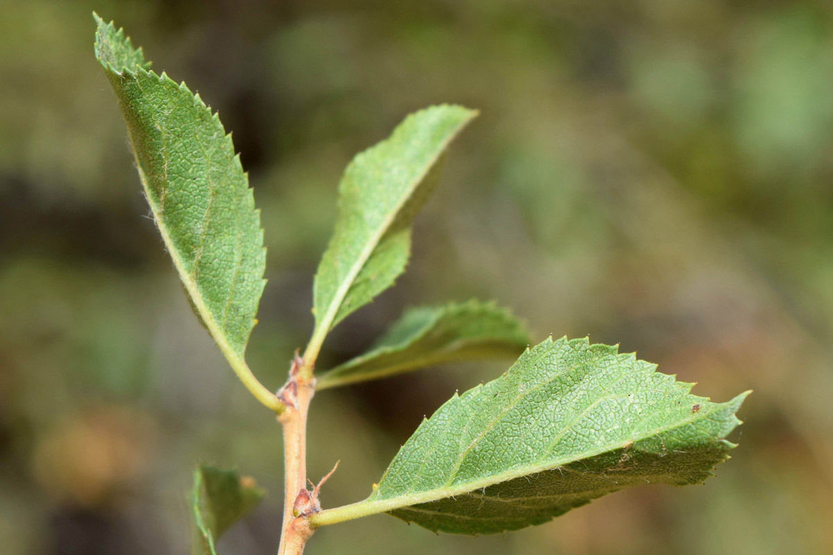 Image of Cerasus tianshanica specimen.