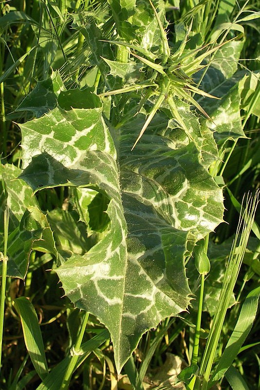 Image of Silybum marianum specimen.