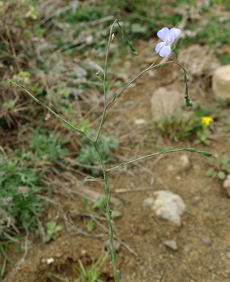 Изображение особи Linum austriacum.