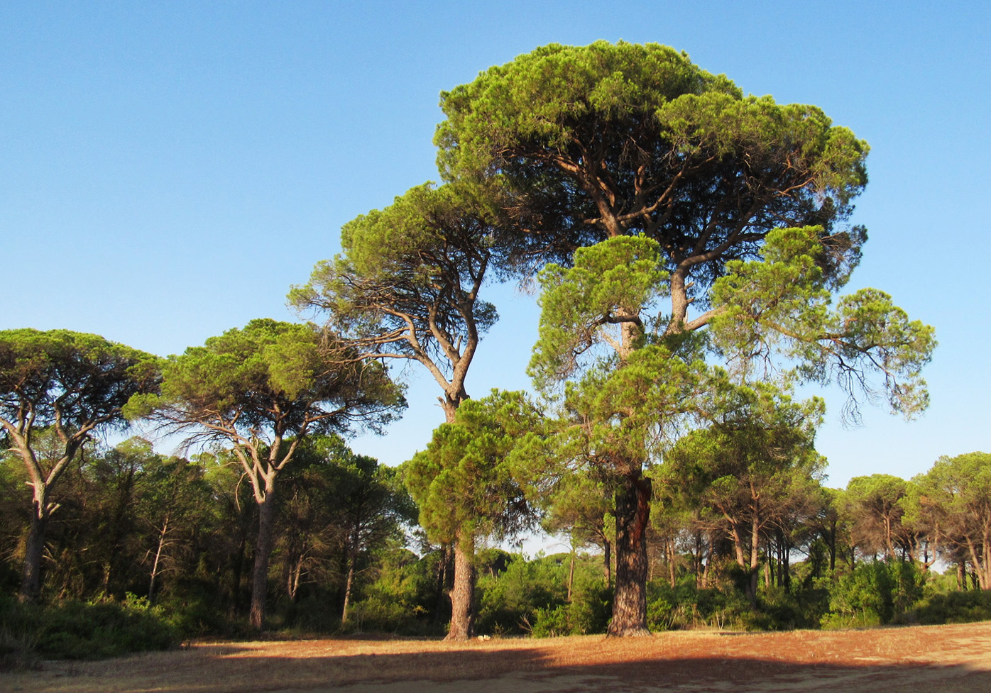 Изображение особи Pinus pinea.