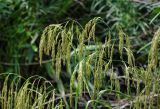 Glyceria lithuanica