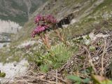 Sempervivum pumilum. Цветущее растение. Кабардино-Балкария, Черекский р-н, Кабардино-Балкарский высокогорный заповедник, Мижиргийское ущелье, ≈ 2400 м н.у.м., альпийский луг, кромка обрыва над глубоким каньоном ручья Гидан. 17.08.2021.