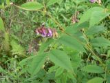 Vicia ramuliflora