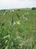 Atriplex sagittata