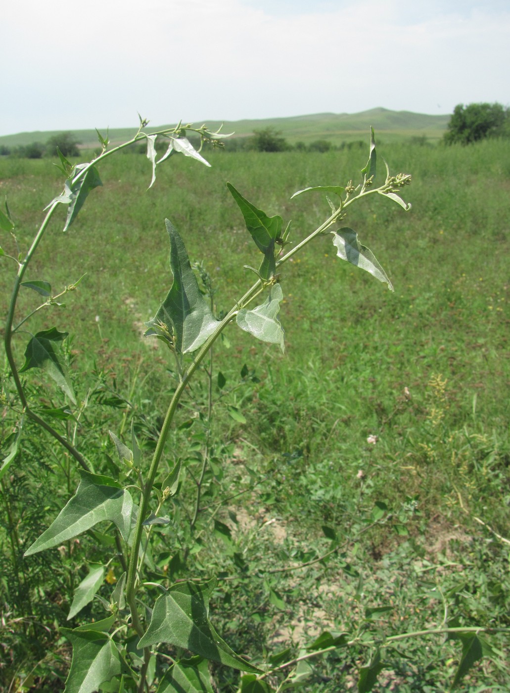 Изображение особи Atriplex sagittata.