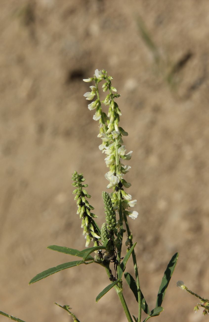 Изображение особи Melilotus albus.