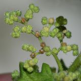 Dysphania botrys