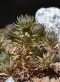 genus Sedum. Верхушки побегов. Марий Эл, г. Йошкар-Ола, мкр-н Гомзово, в культуре. 04.06.2022.