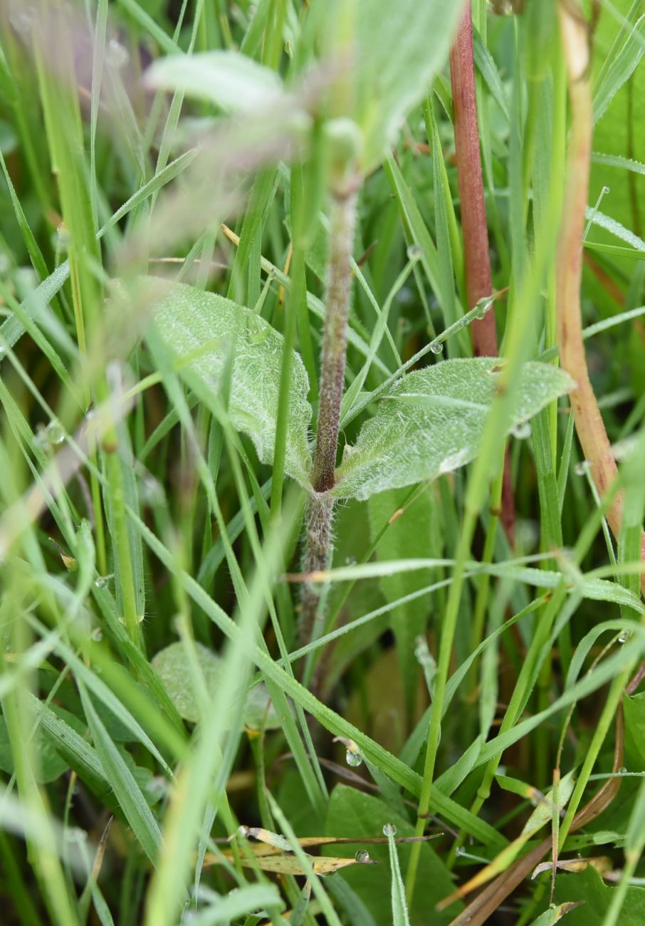 Изображение особи Melandrium latifolium.