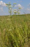 Pimpinella saxifraga. Цветущее растение. Тульская обл., Плавский р-н, окр. пос. Молочные Дворы, луг. 24.07.2022.