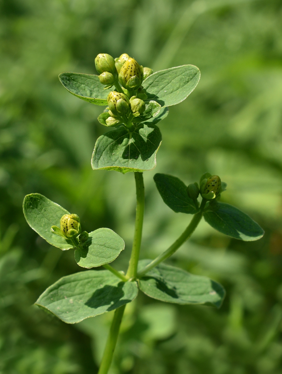 Изображение особи Hypericum maculatum.