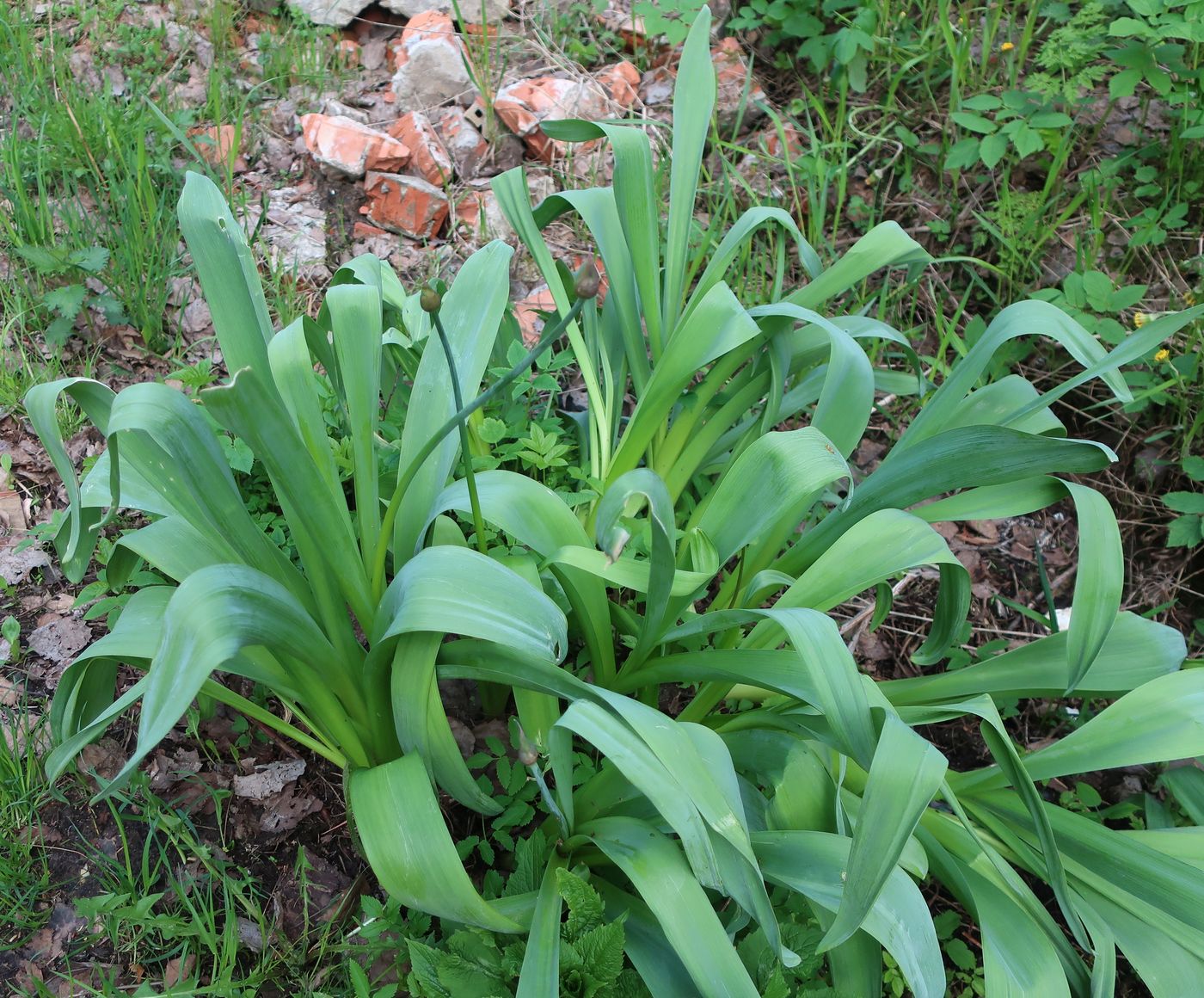 Image of Allium aflatunense specimen.