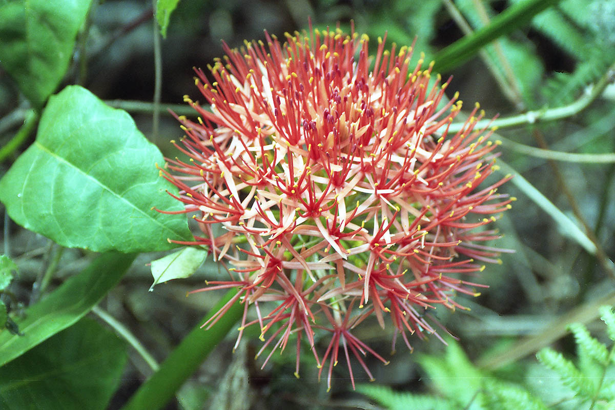 Image of Scadoxus multiflorus specimen.