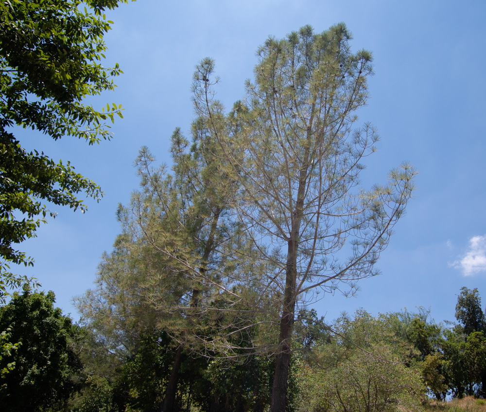 Изображение особи Pinus torreyana.