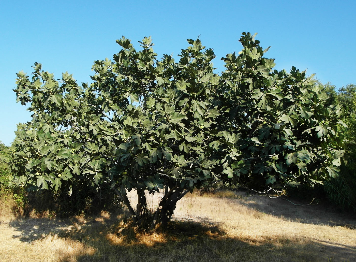 Изображение особи Ficus carica.