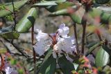 род Rhododendron. Соцветие и листья. Бутан, дзонгхаг Паро, перевал Chelela Pass. 12.05.2019.