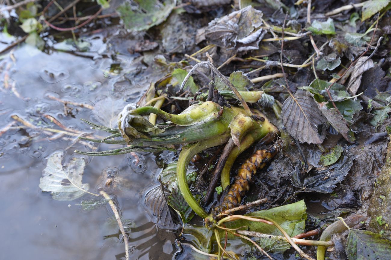 Image of Nuphar lutea specimen.