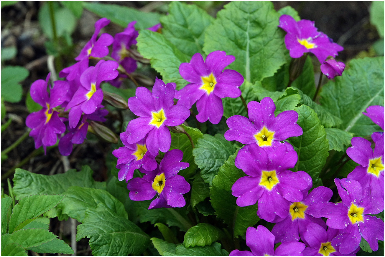 Image of Primula vulgaris specimen.