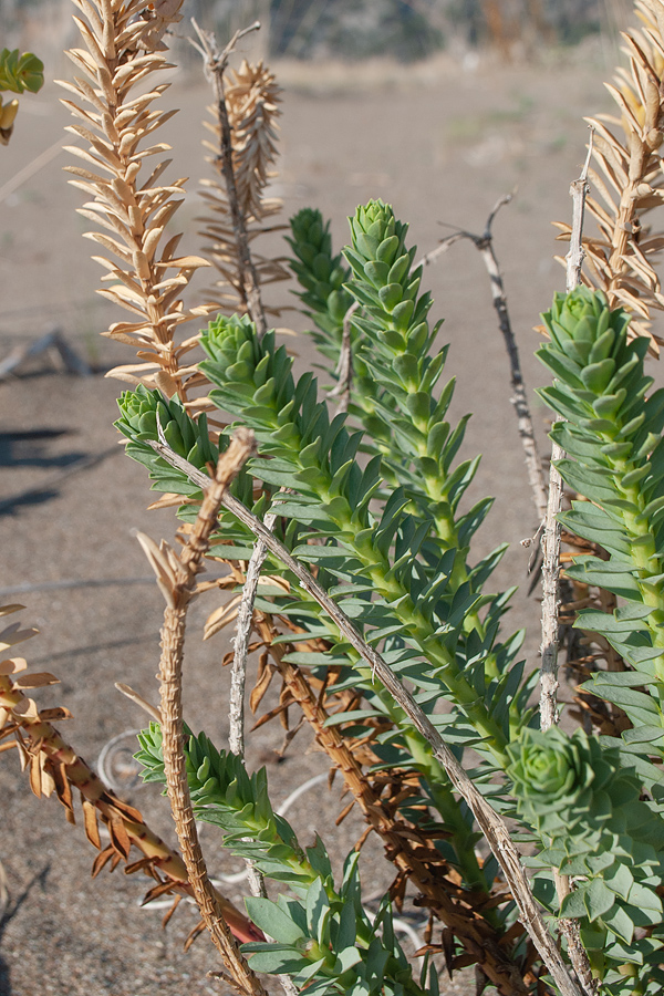 Image of Euphorbia paralias specimen.