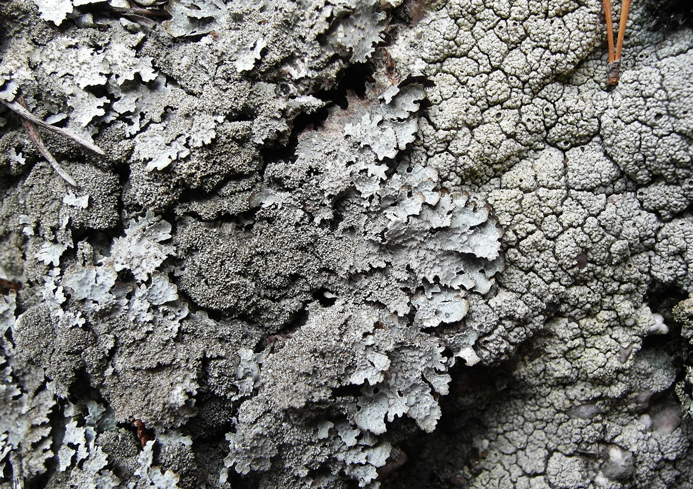 Image of Parmelia saxatilis specimen.