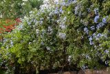 Plumbago auriculata