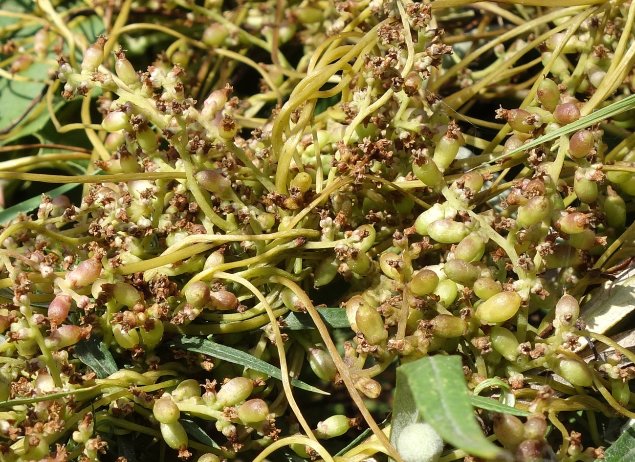 Image of Cuscuta japonica specimen.