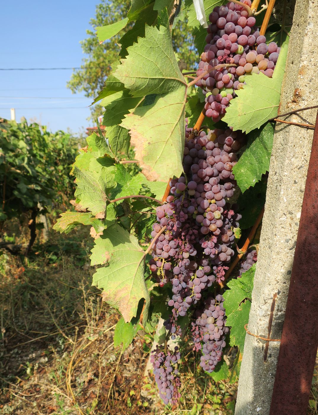 Image of Vitis vinifera specimen.