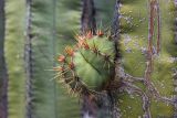 семейство Cactaceae