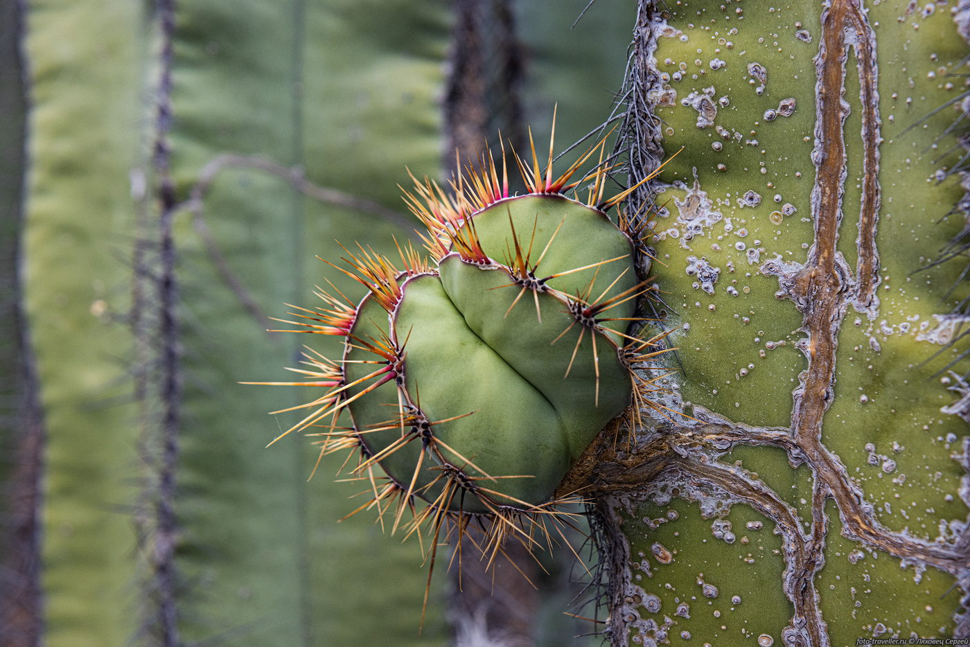 Image of familia Cactaceae specimen.