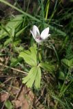 Anemone tschernaewii