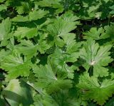 Geranium macrorrhizum