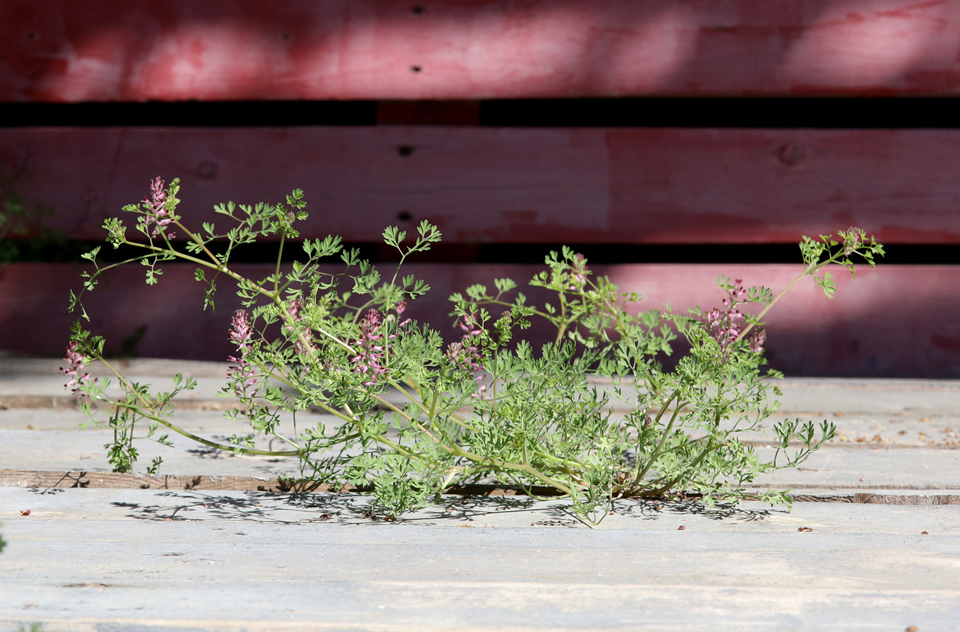 Изображение особи Fumaria officinalis.