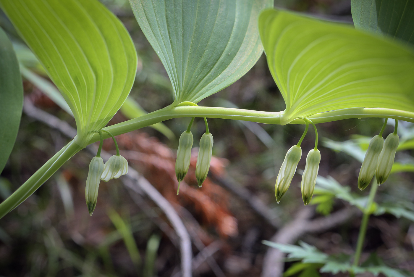 Изображение особи Polygonatum odoratum.