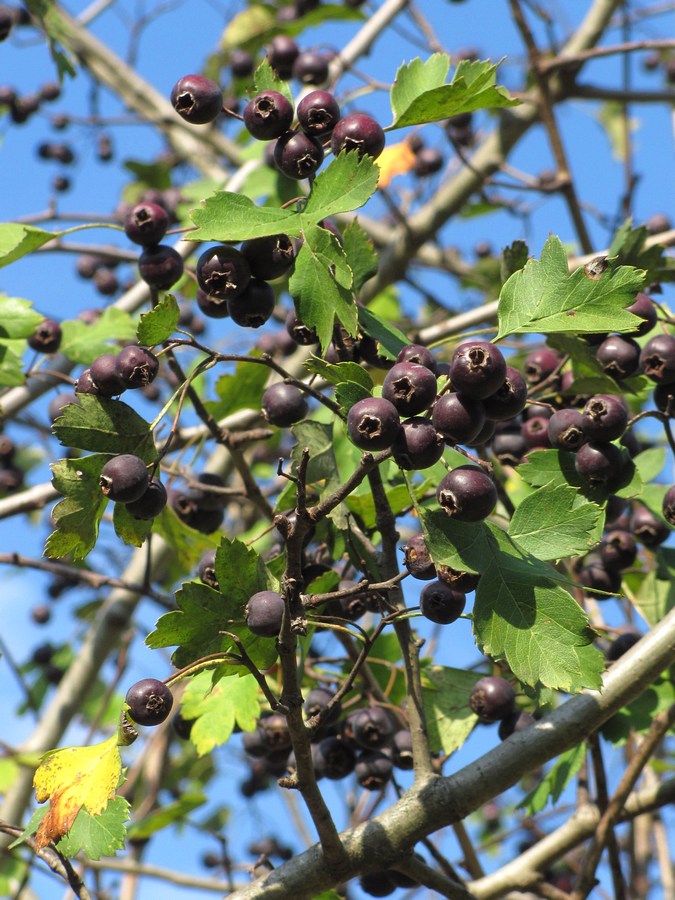 Image of Crataegus atrofusca specimen.