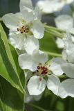 genus Pyrus. Цветок. Санкт-Петербург, Фрунзенский р-н, парк \"Яблоневый сад\", в культуре. 14.05.2023.