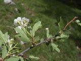 Crataegus monogyna