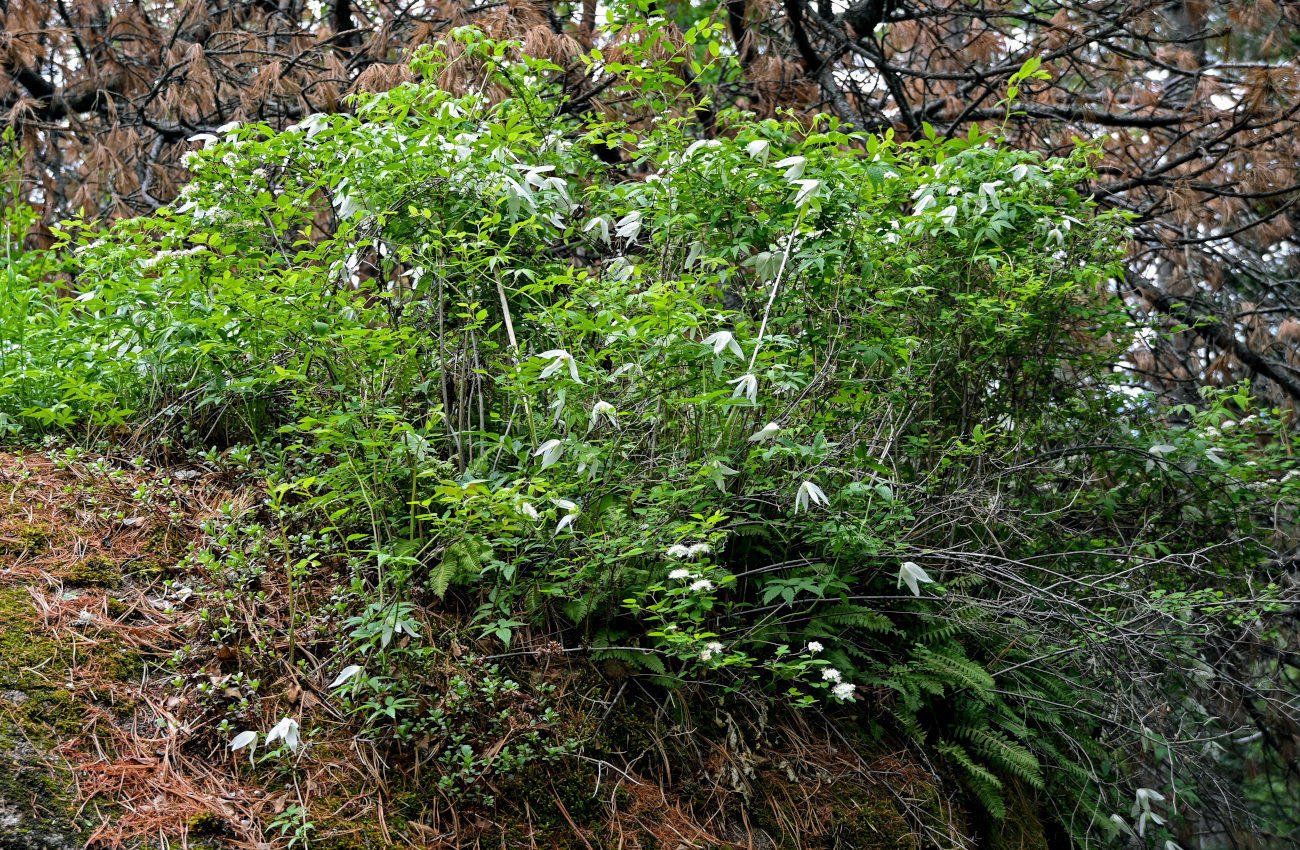 Image of Atragene sibirica specimen.