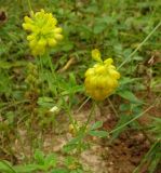 Trifolium aureum