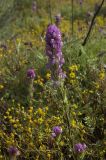 Castilleja exserta. Верхушка цветущего растения. Северная Америка, Мексика, полуостров Баха Калифорния. 22.04.2010.