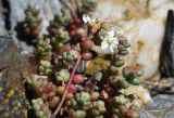 Sedum brevifolium. Верхушки вегетативных побегов и побега с соцветием. Испания, автономное сообщество Каталония, провинция Жирона, комарка Рипольес, муниципалитет Мольо, плато в окр. горного приюта les Saleres de Caderget (1720 м н.у.м), скальный выход на субальпийском лугу. 09.07.2023.