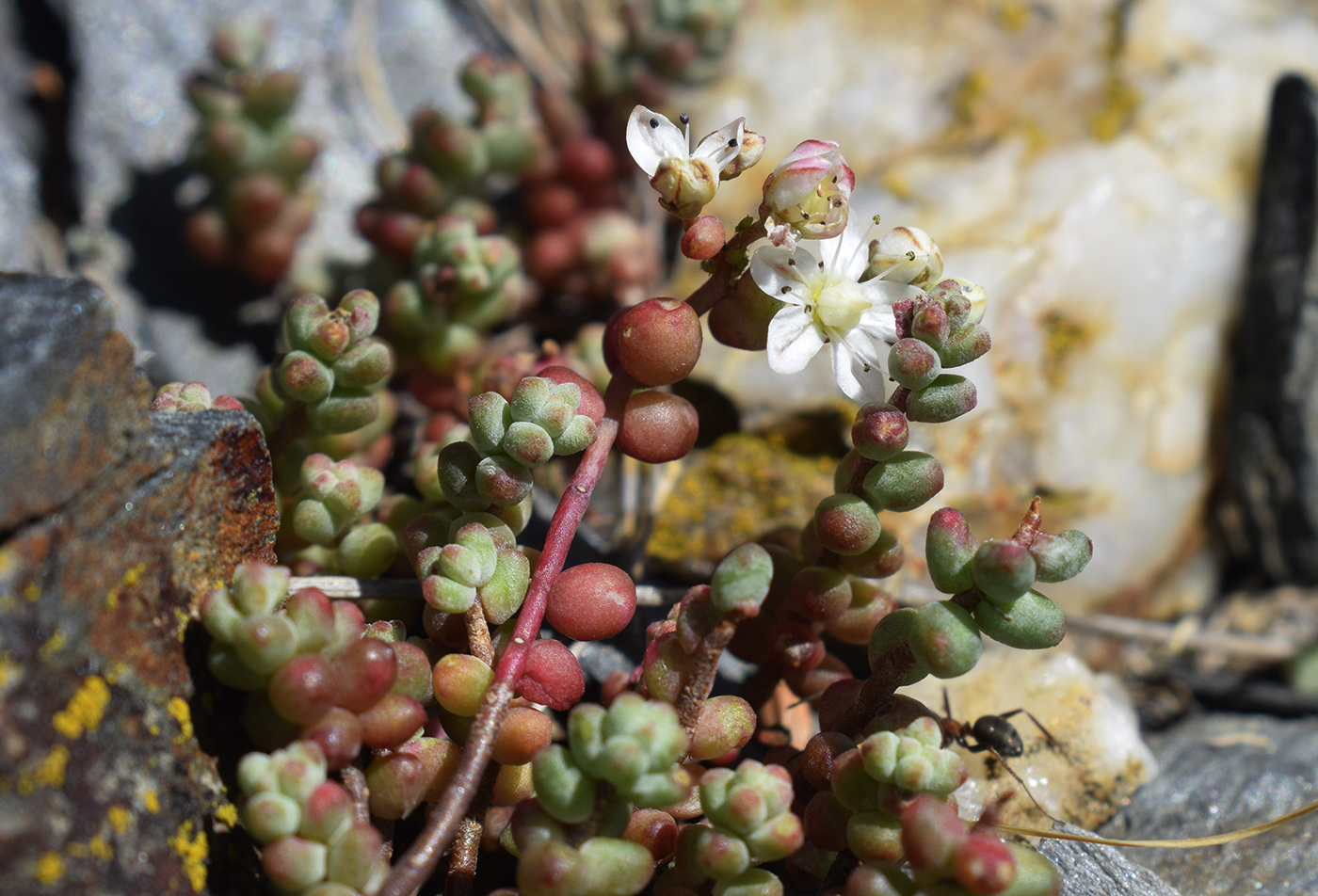 Изображение особи Sedum brevifolium.