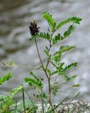Astragalus schelichowii
