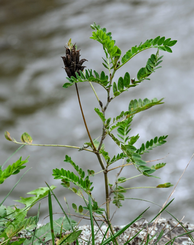 Изображение особи Astragalus schelichowii.