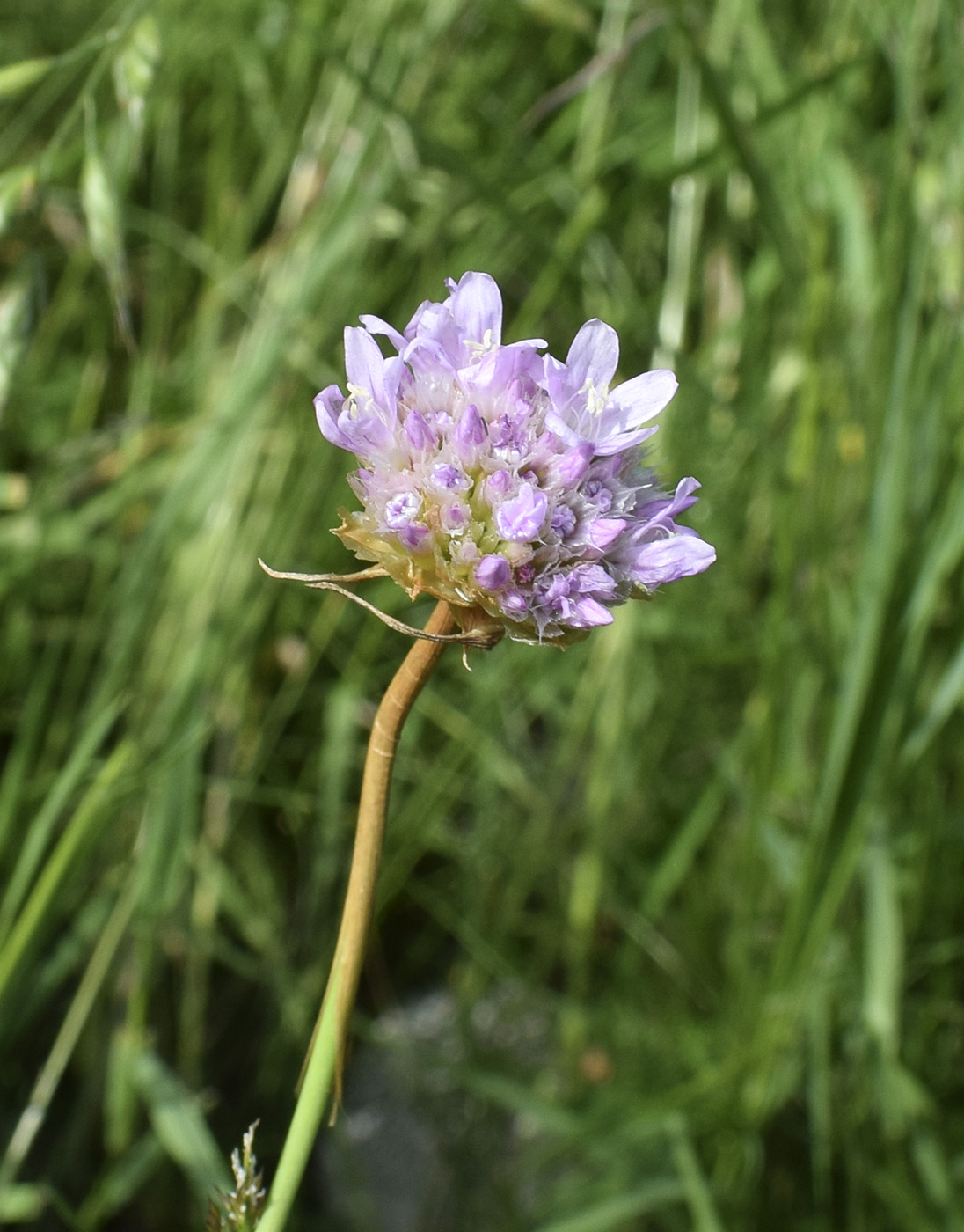 Image of Armeria arenaria specimen.
