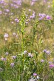 Solidago virgaurea ssp. lapponica