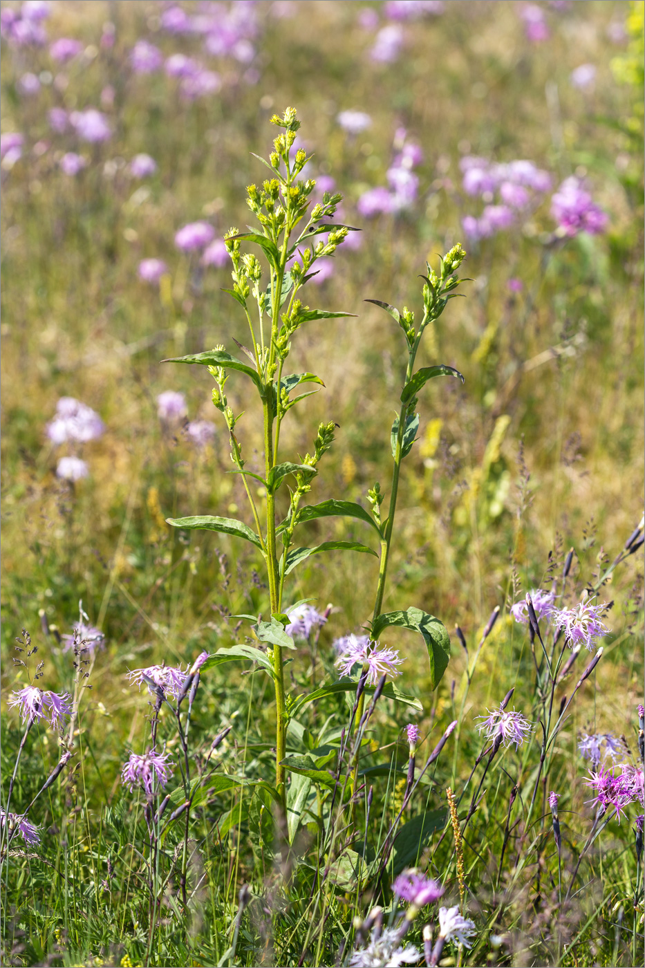 Изображение особи Solidago virgaurea ssp. lapponica.