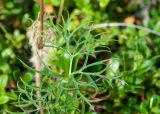 Pulsatilla angustifolia