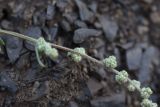 Chenopodium sosnowskyi