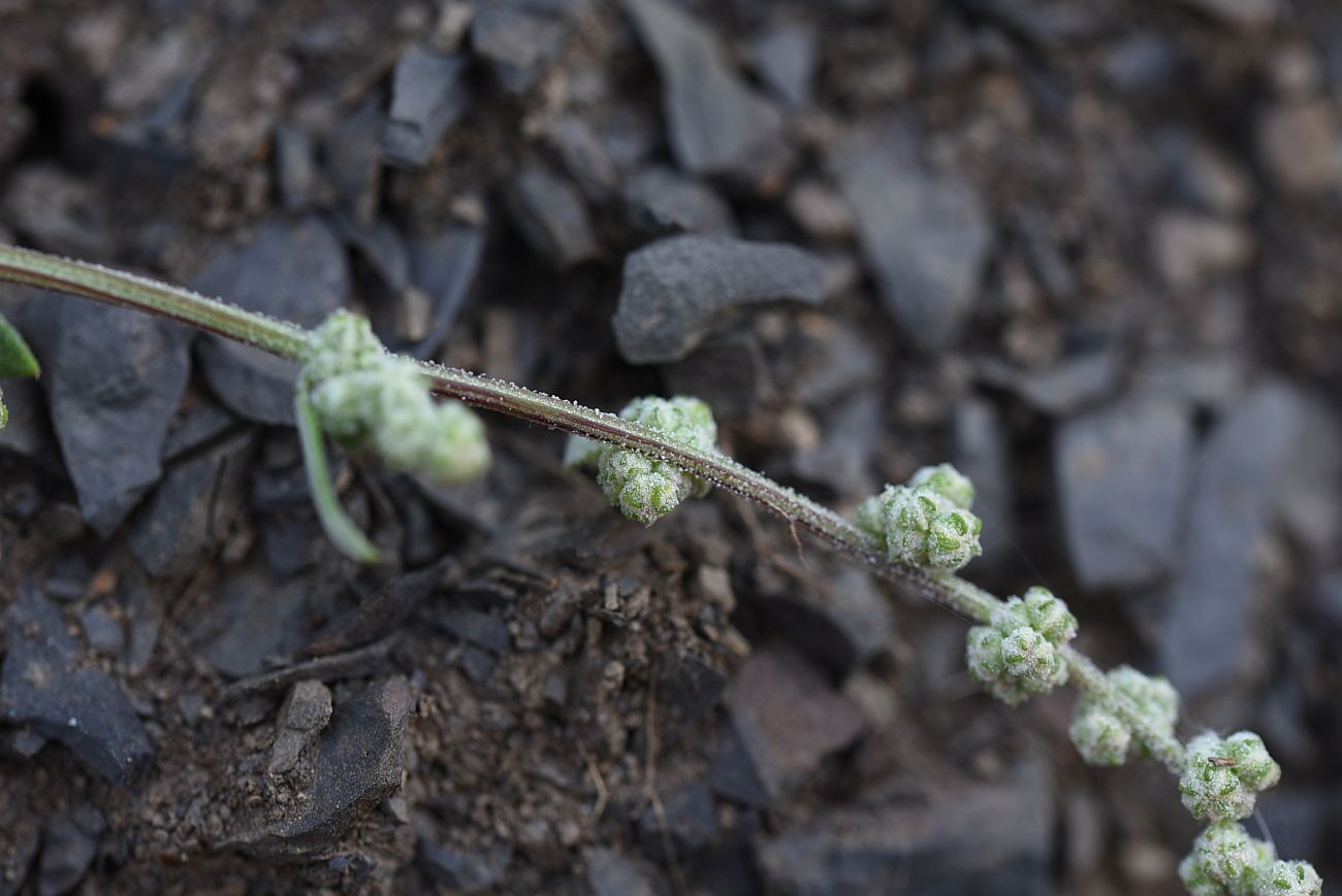 Изображение особи Chenopodium sosnowskyi.