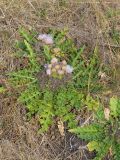 Cirsium roseolum. Цветущие растения с гнёздами муравьёв лазиус (Lasius sp.) . Чувашия, Шемуршинский р-н, Национальный парк \"Чаваш вармане\". 7 августа 2010 г.